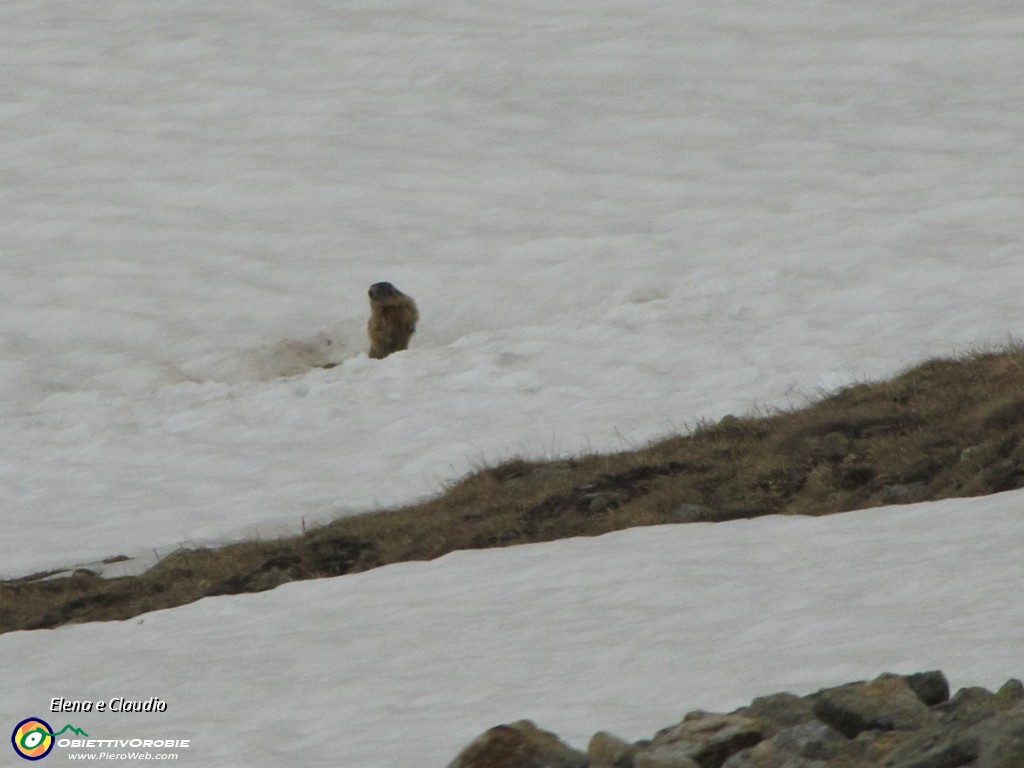 14 Marmotta sulla neve.JPG